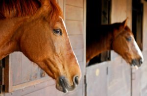 equine addiction therapy