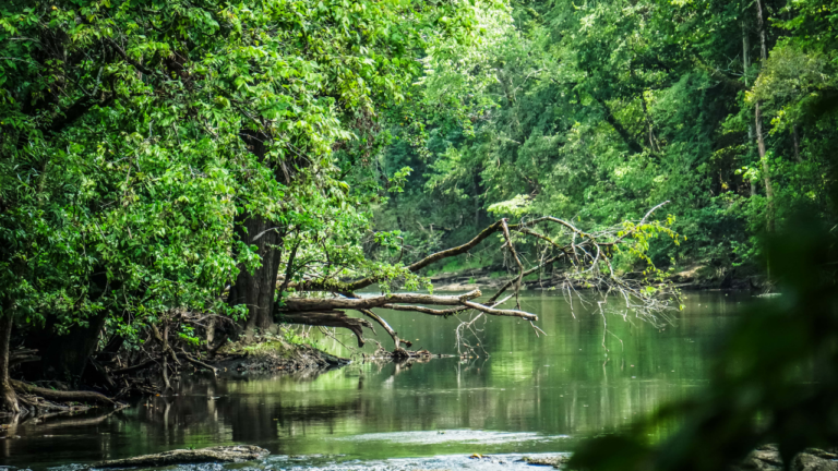 Our program integrates the healing power of nature