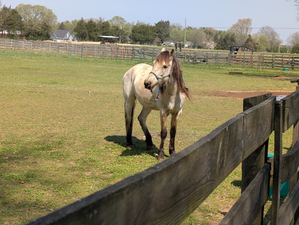 JourneyPure at The River uses wild mustangs for equine treatment to help compose your emotions.